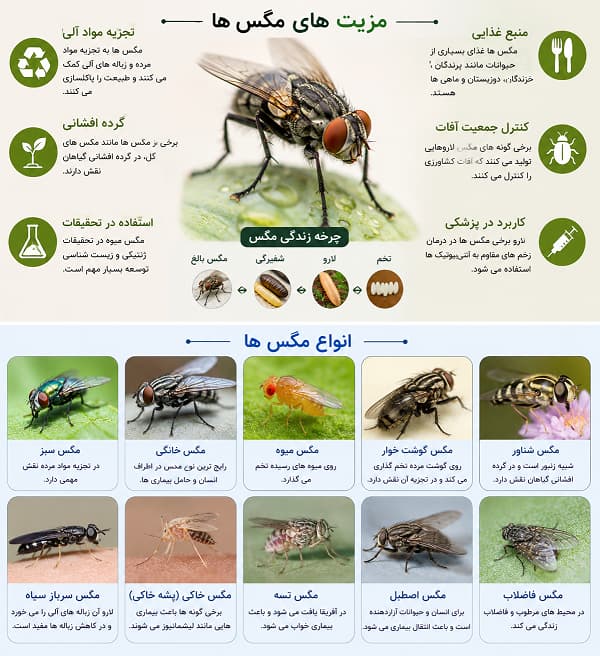 فوایئ وزیت انواع مگس ها